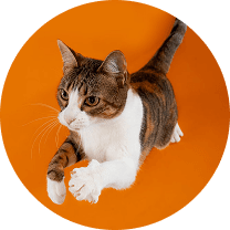 Cat Photo