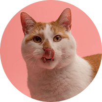 Cat Photo