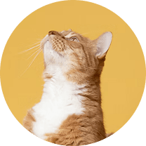 Cat Photo